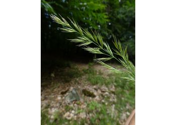 Land-Reitgras (Calamagrostis epigejos) - © Philipp Sengl